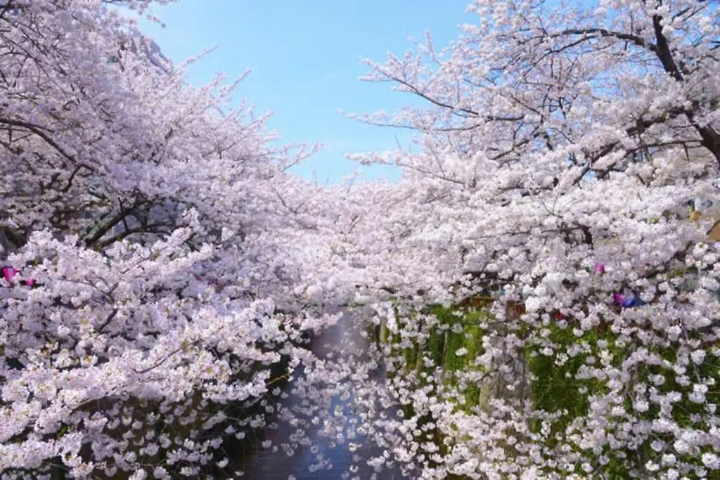 Tokyo'S Best Spot Shibuya! 3Person Room Free Wi-Fi Apartment