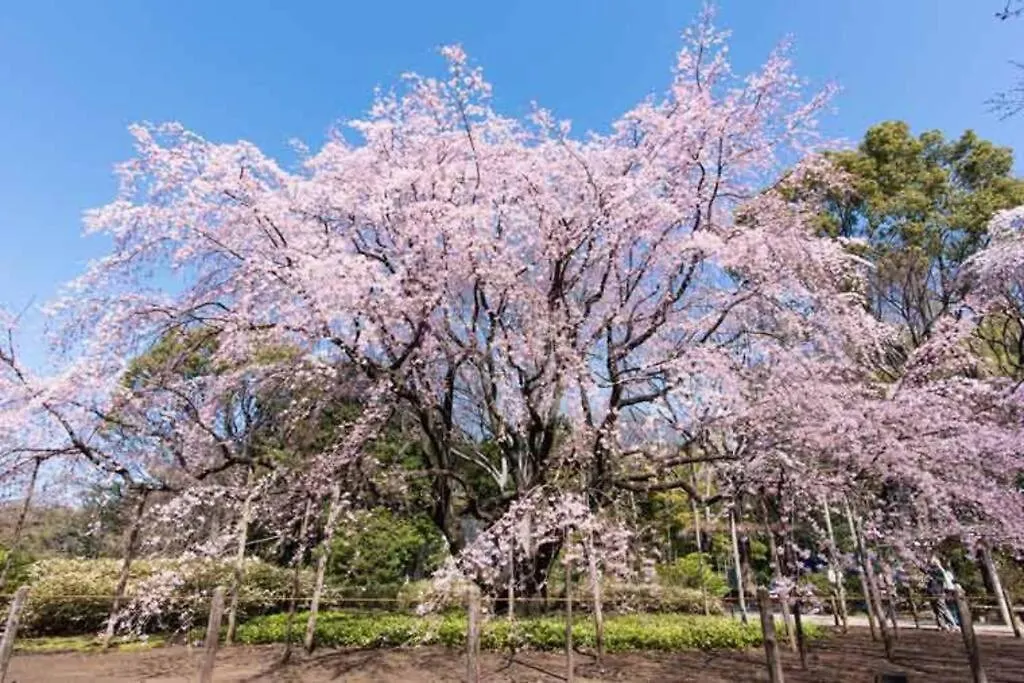 Tokyo'S Best Spot Shibuya! 3Person Room Free Wi-Fi Japan